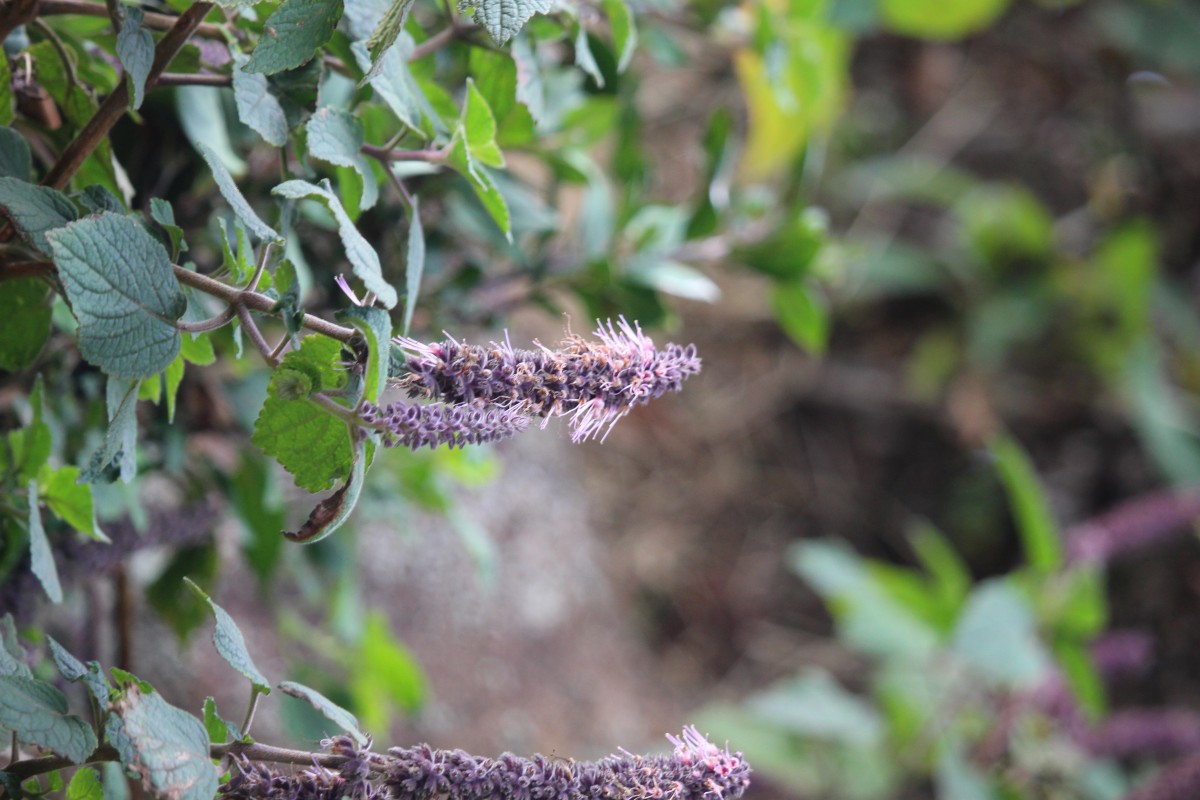 Pogostemon reflexus Benth.